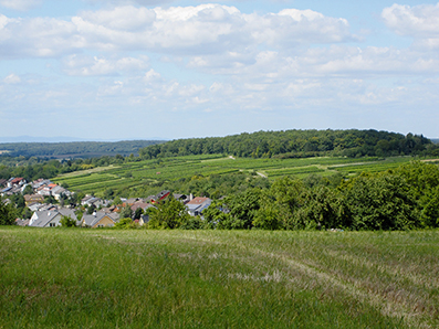Wein 1